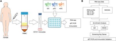 Identification of Profound Metabolic Alterations in Human Dendritic Cells by Progesterone Through Integrated Bioinformatics Analysis